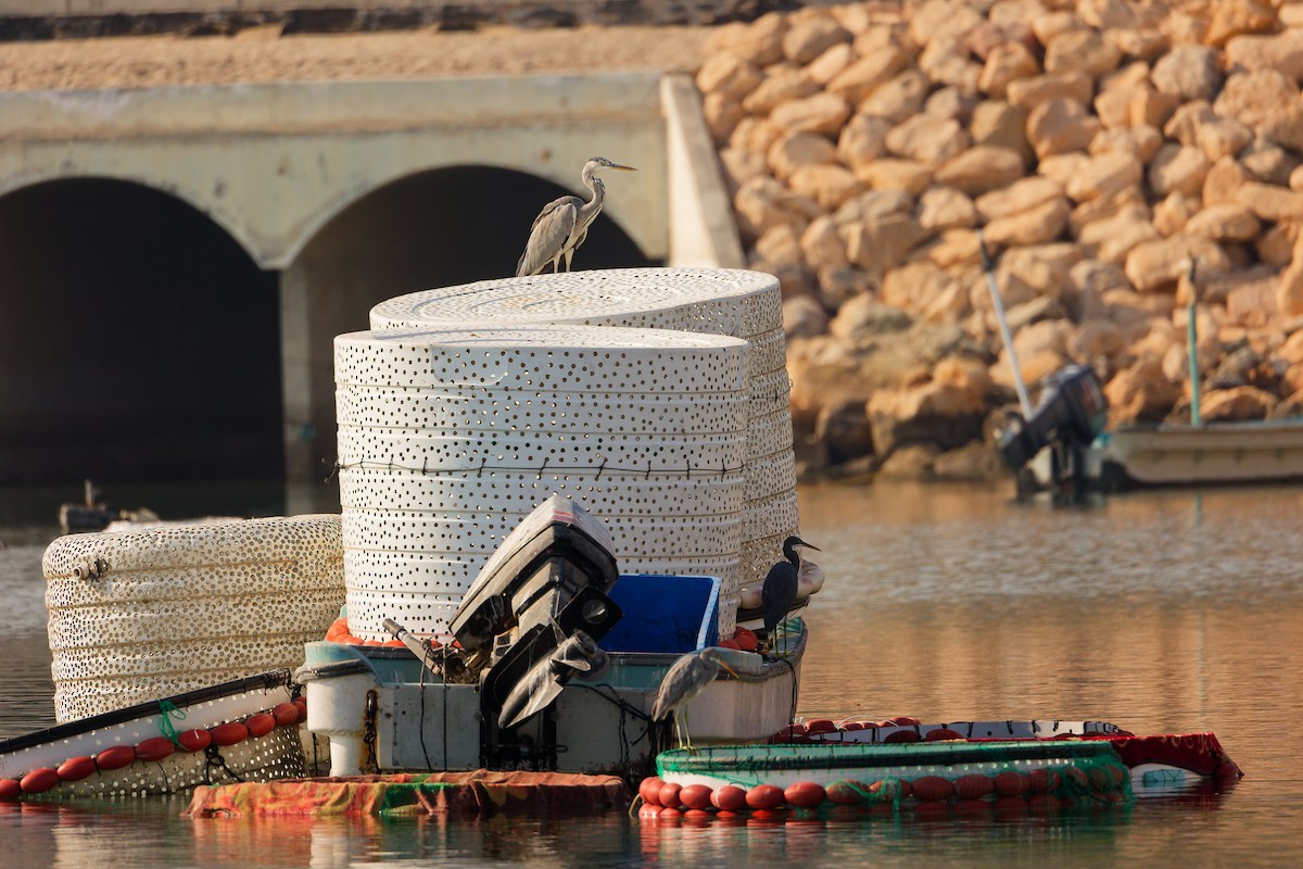 アフリカクロサギ - ML644792672