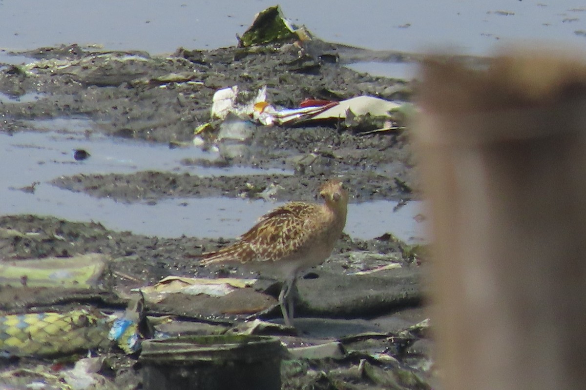 Pacific Golden-Plover - ML644792673
