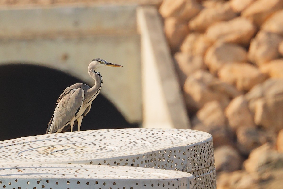 アオサギ - ML644792674