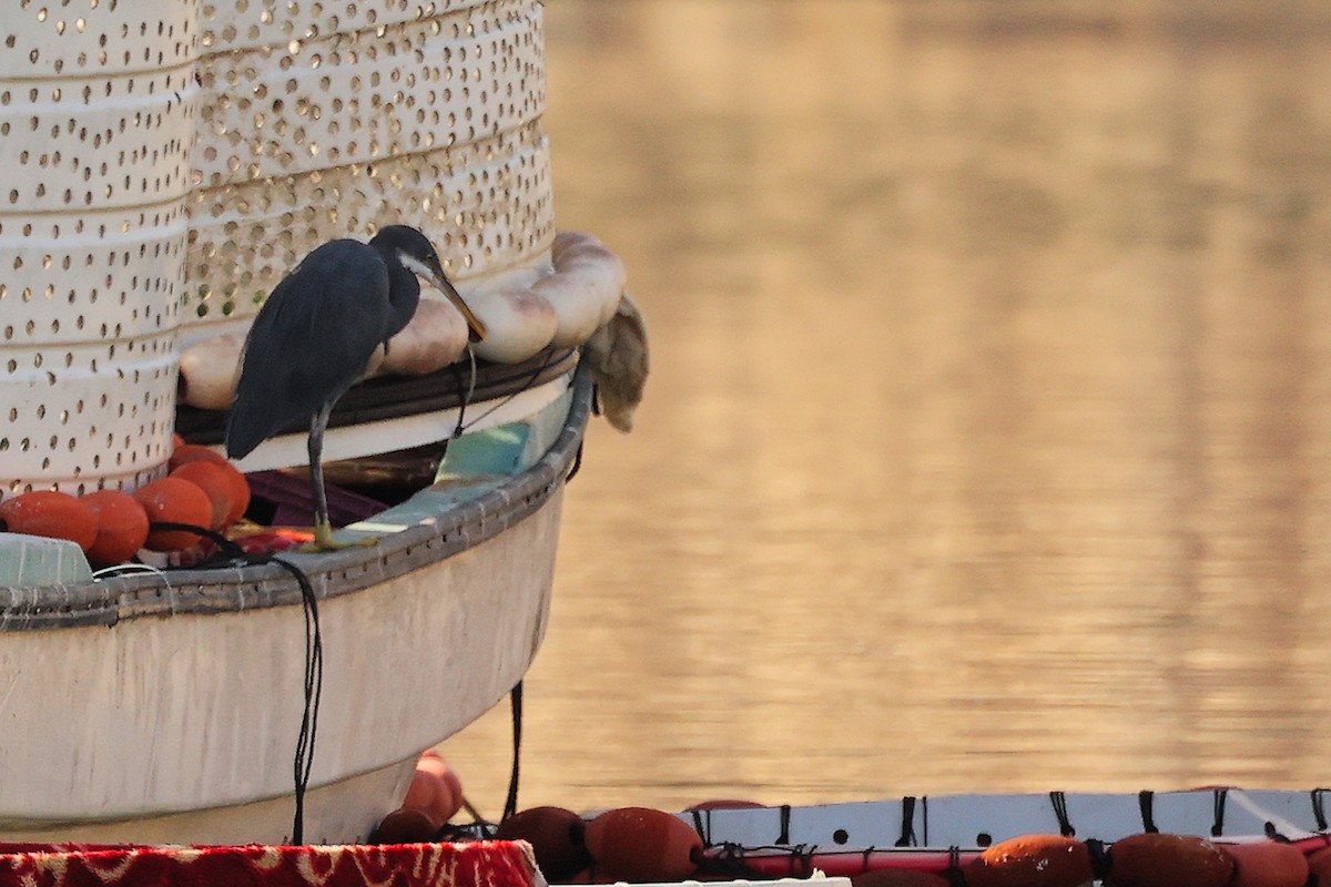 アフリカクロサギ - ML644792677