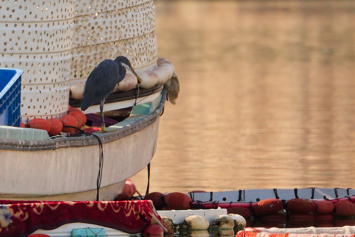 アフリカクロサギ - ML644792678