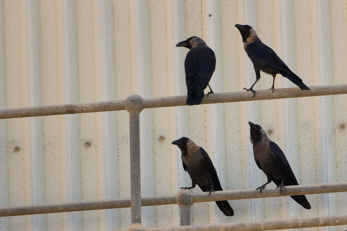 イエガラス - ML644792679