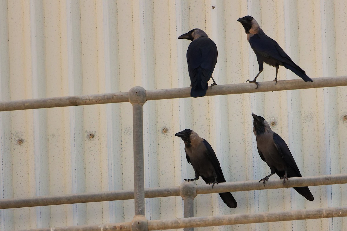 イエガラス - ML644792683