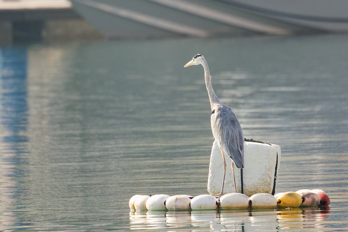 アオサギ - ML644792685