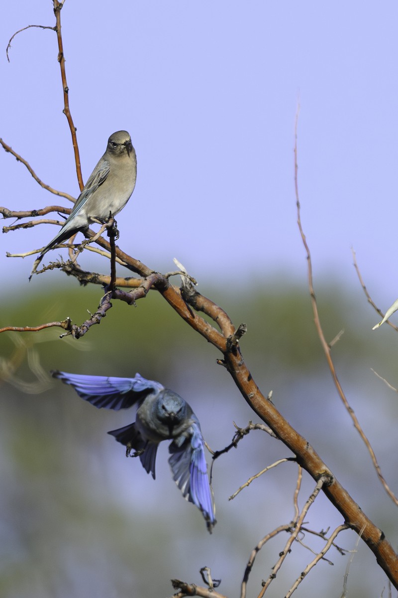 Mountain Bluebird - ML644792687