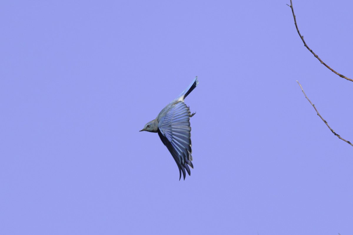 Mountain Bluebird - ML644792688