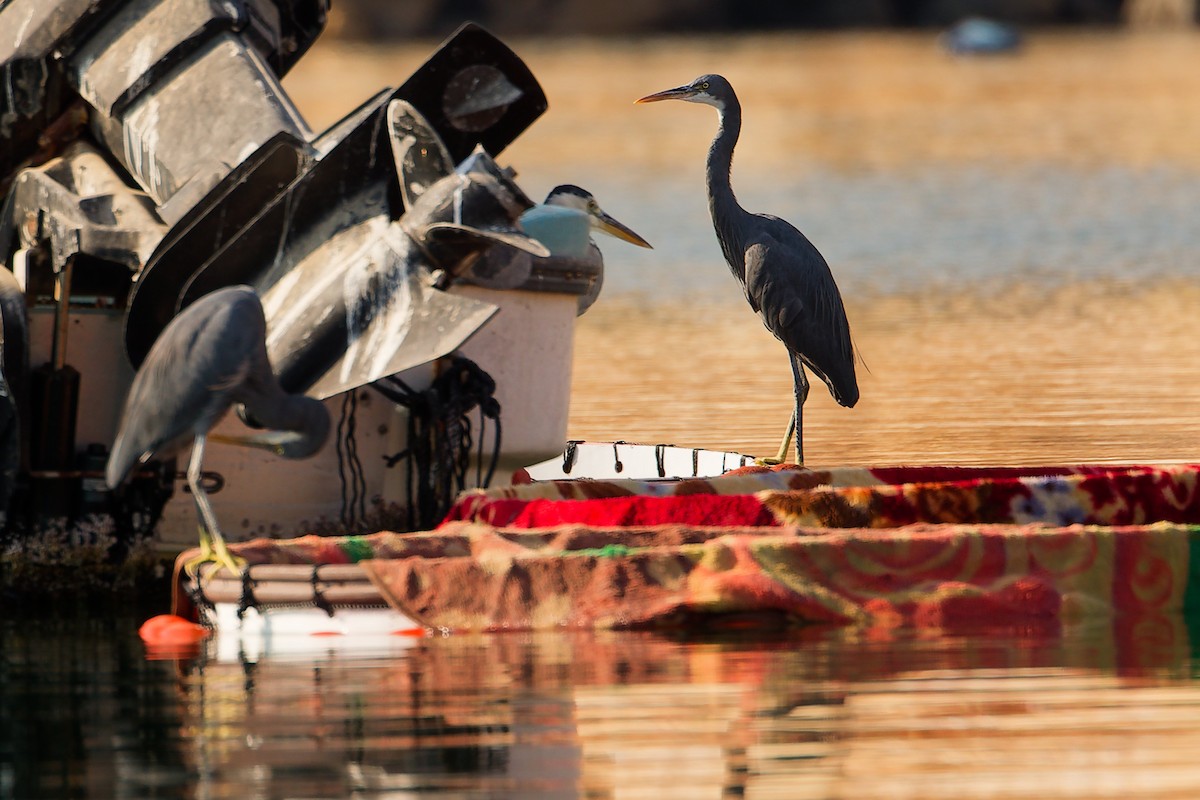 アフリカクロサギ - ML644792689