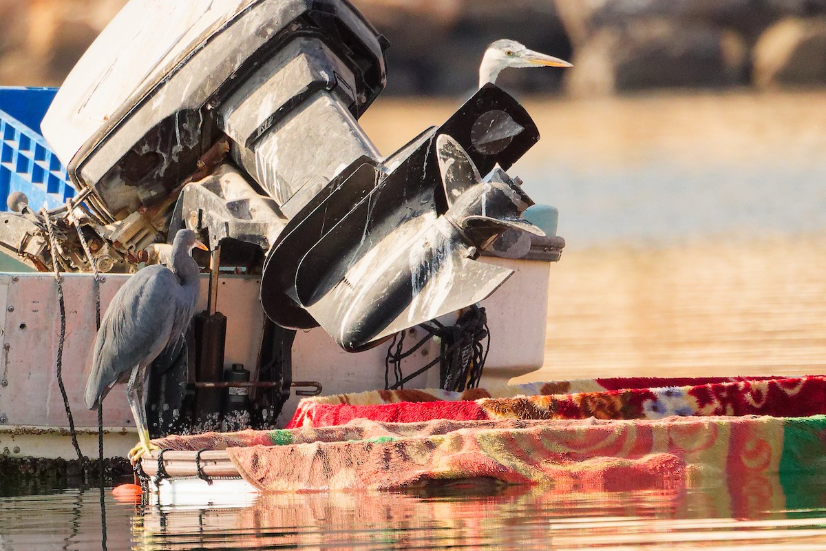 アフリカクロサギ - ML644792690