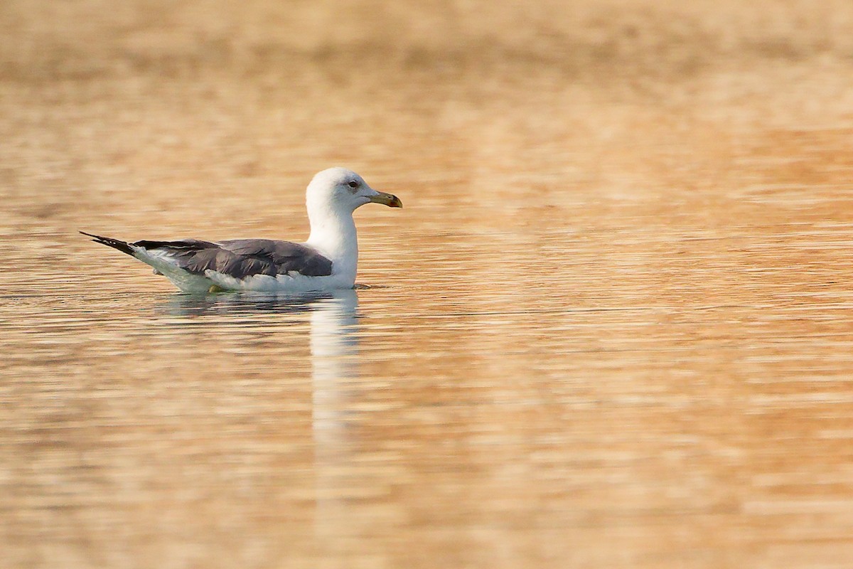 ニシセグロカモメ - ML644792692
