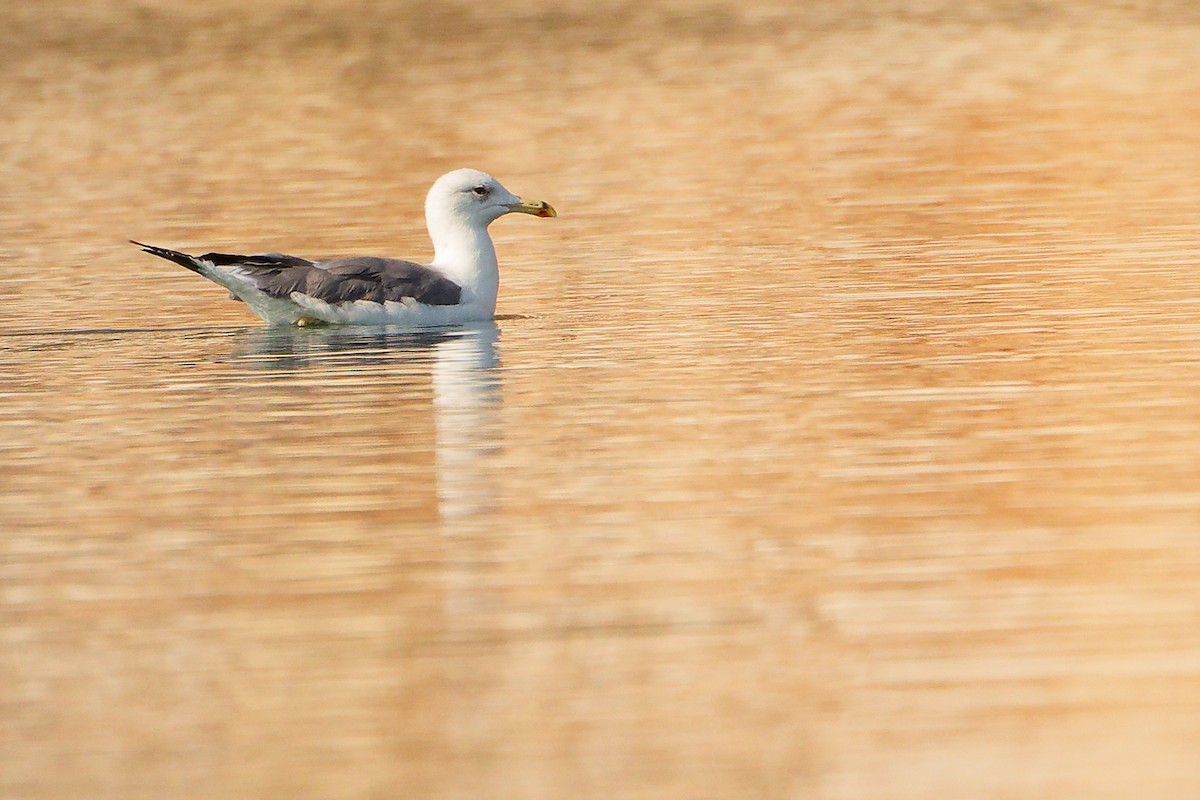 ニシセグロカモメ - ML644792694