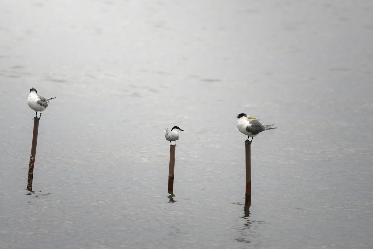 燕鷗 - ML644792696