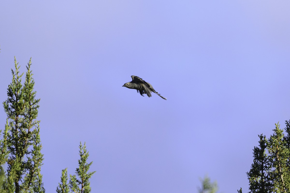 Townsend's Solitaire - ML644792715