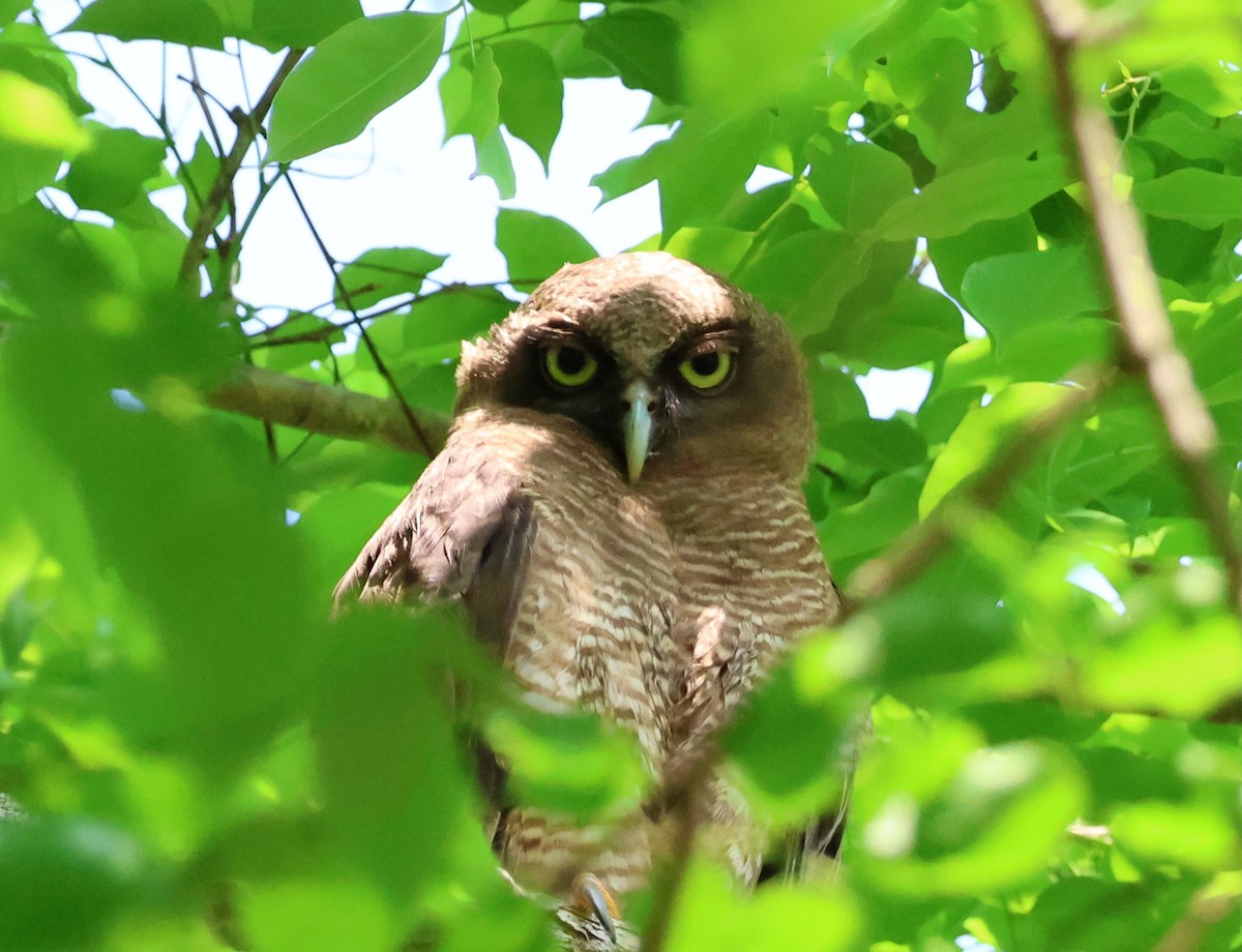 Kızıl Bubuk - ML644792718