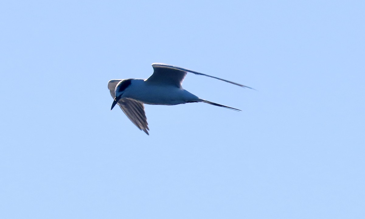Forster's Tern - ML644792729