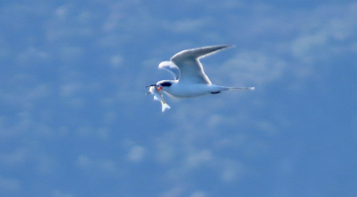 Forster's Tern - ML644792731