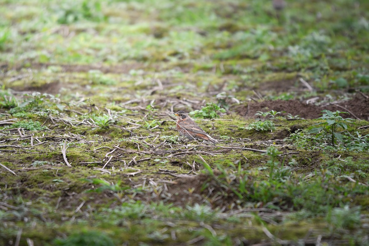 Kızıl Kanatlı Ardıç - ML644792741