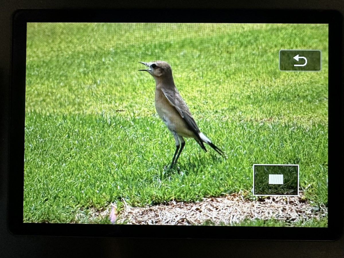 Isabelline Wheatear - ML644792746