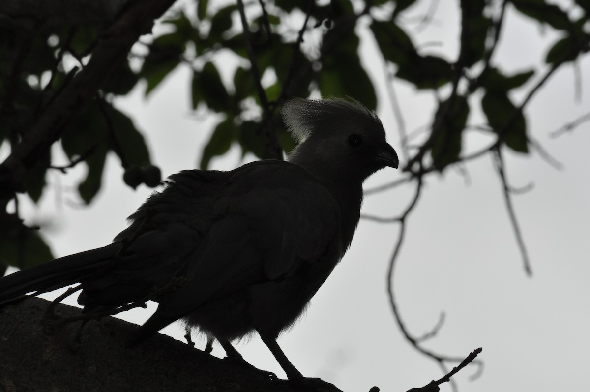 ムジハイイロエボシドリ - ML644792747