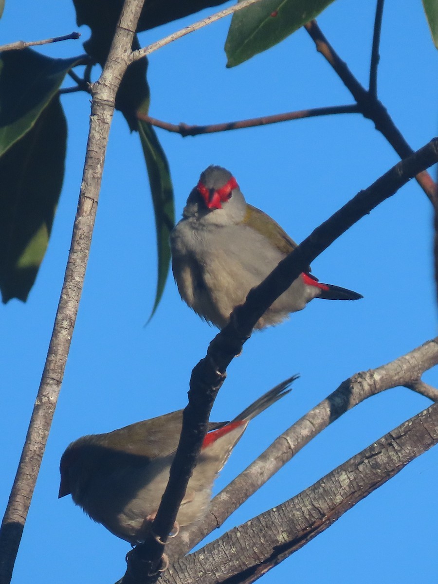 Diamante Cejirrojo - ML644792748