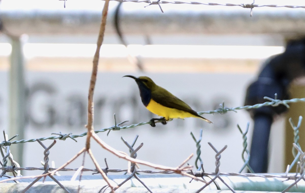 Sahul Sunbird - ML644792750