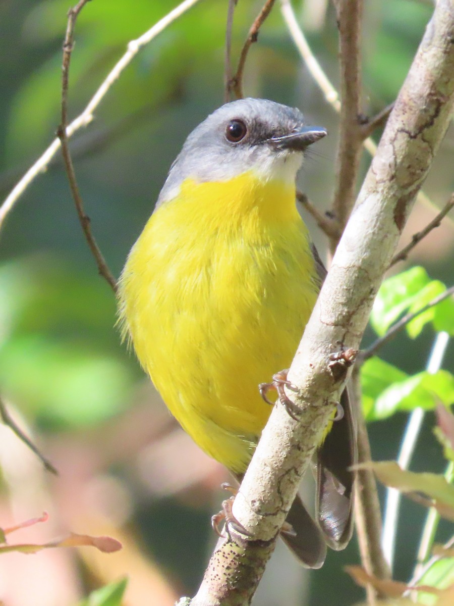 gulbrystflueskvett - ML644792751