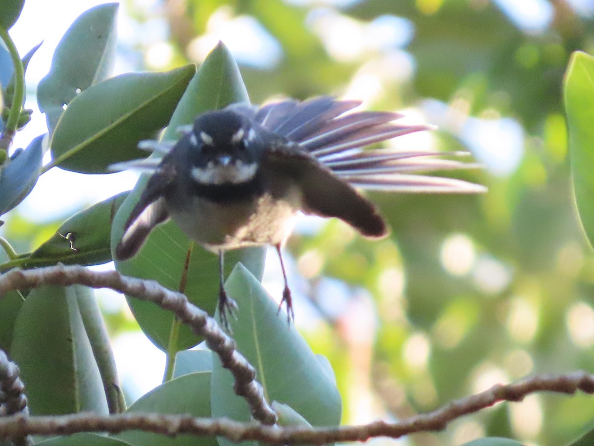 Gray Fantail - ML644792752