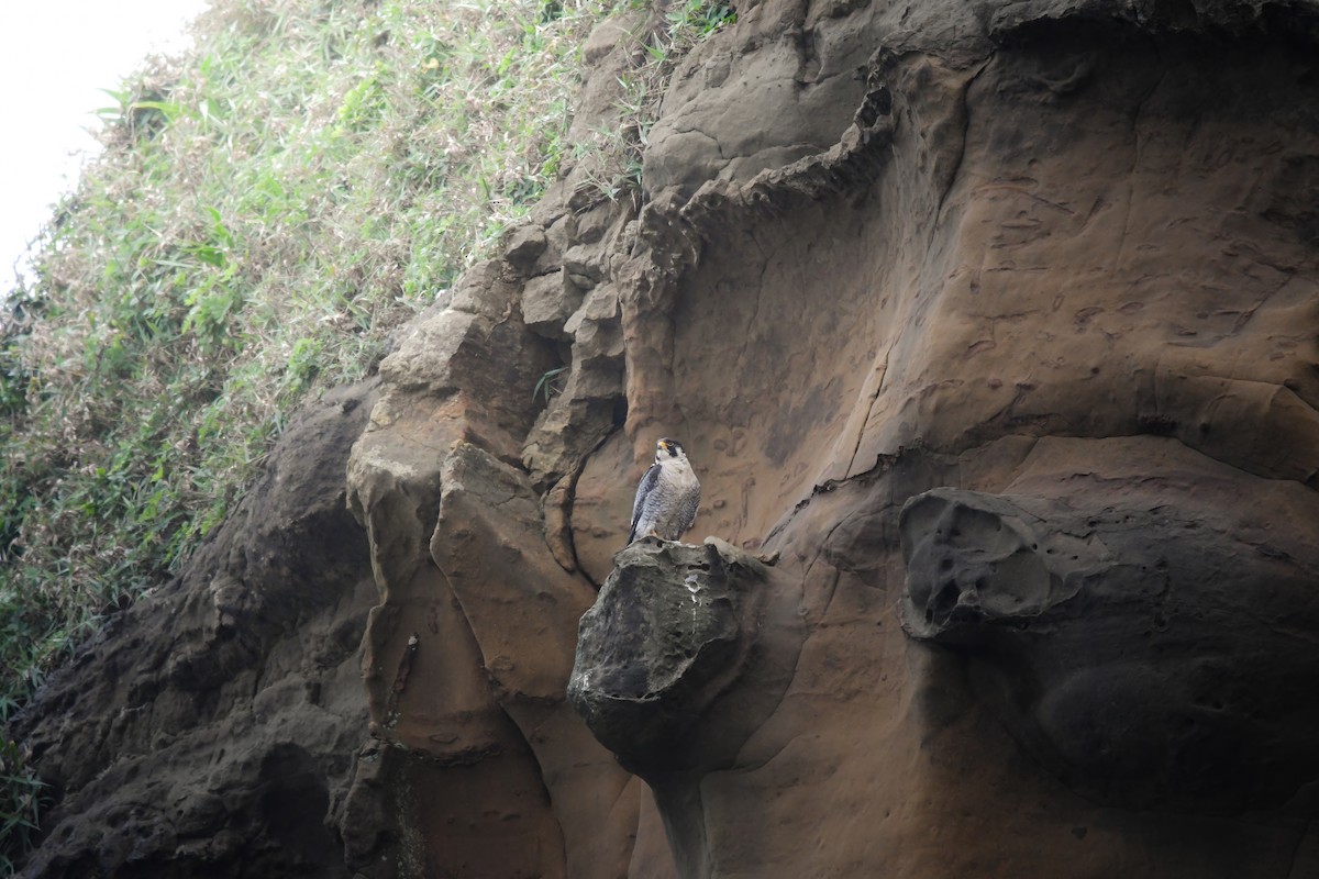 sokol stěhovavý - ML644792756