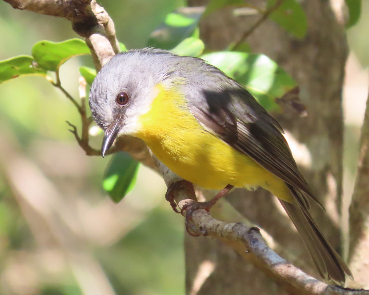 gulbrystflueskvett - ML644792763