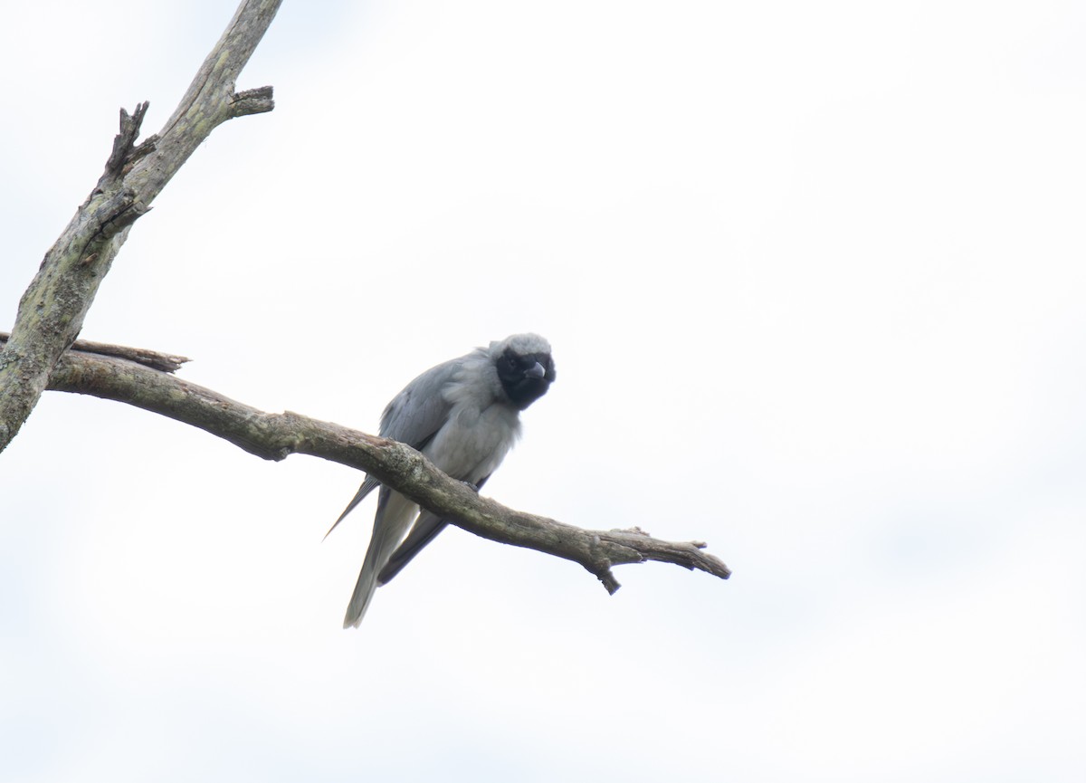 Black-faced Cuckooshrike - ML644792764