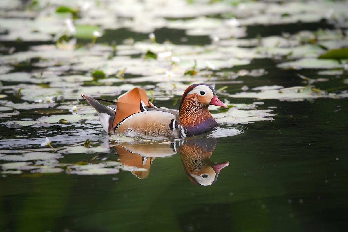 Мандаринка - ML644792765