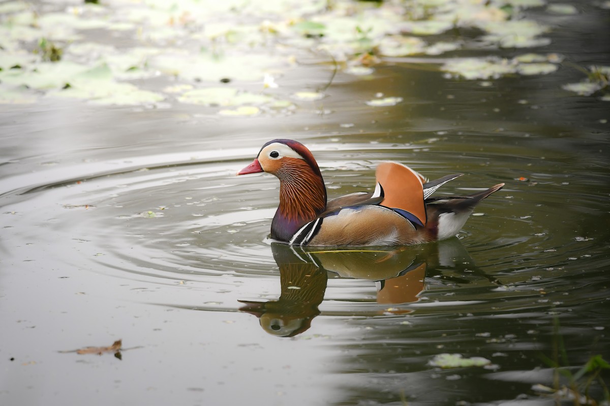 Мандаринка - ML644792766