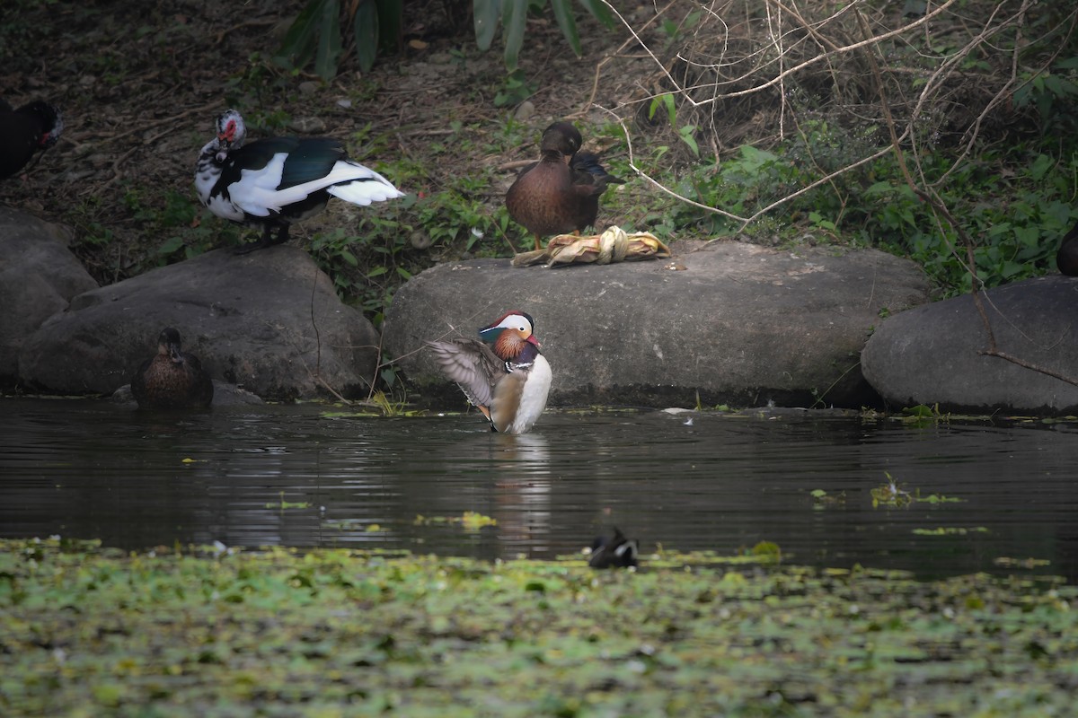 Мандаринка - ML644792767