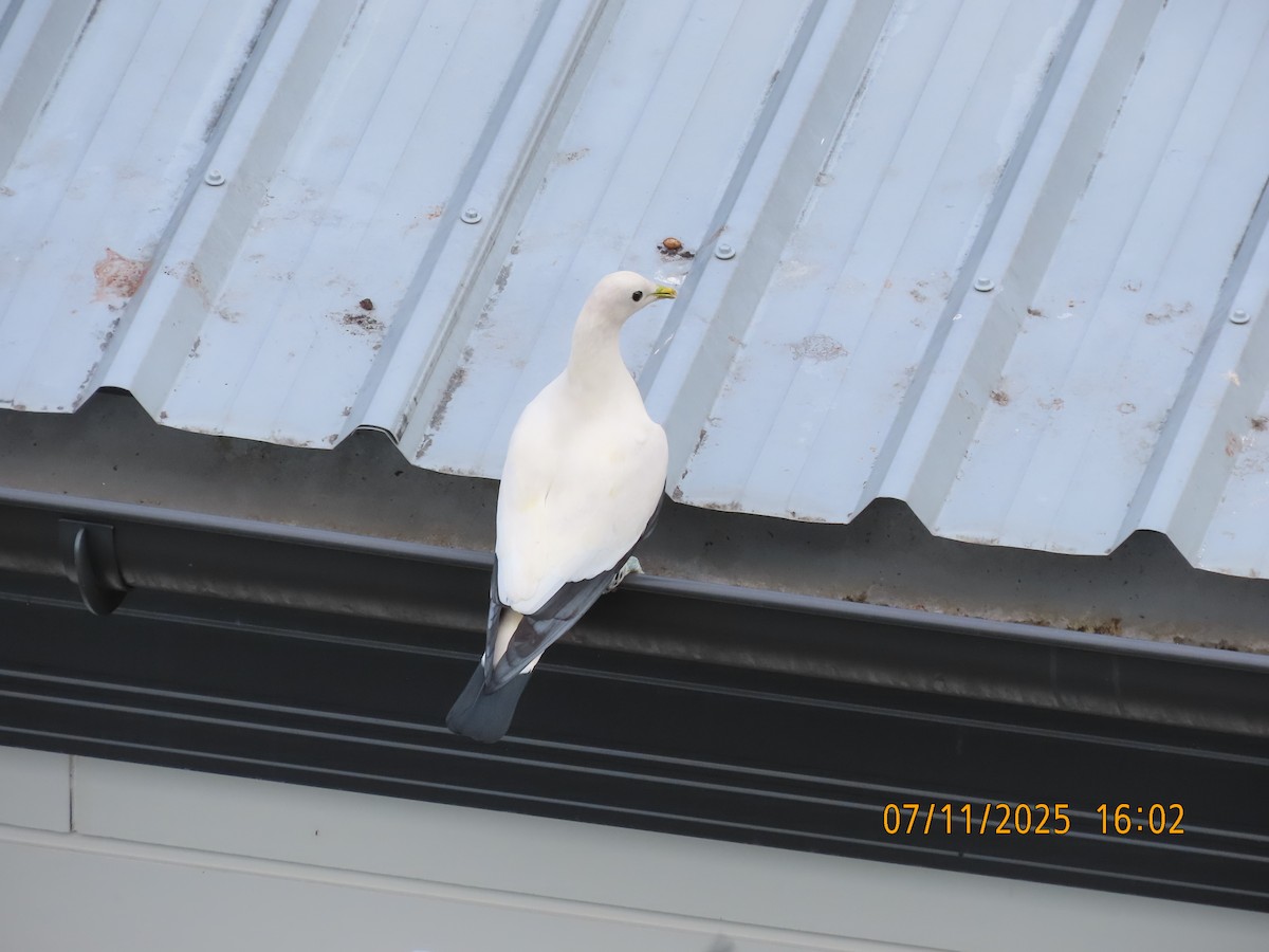 Torresian Imperial-Pigeon - ML644792787