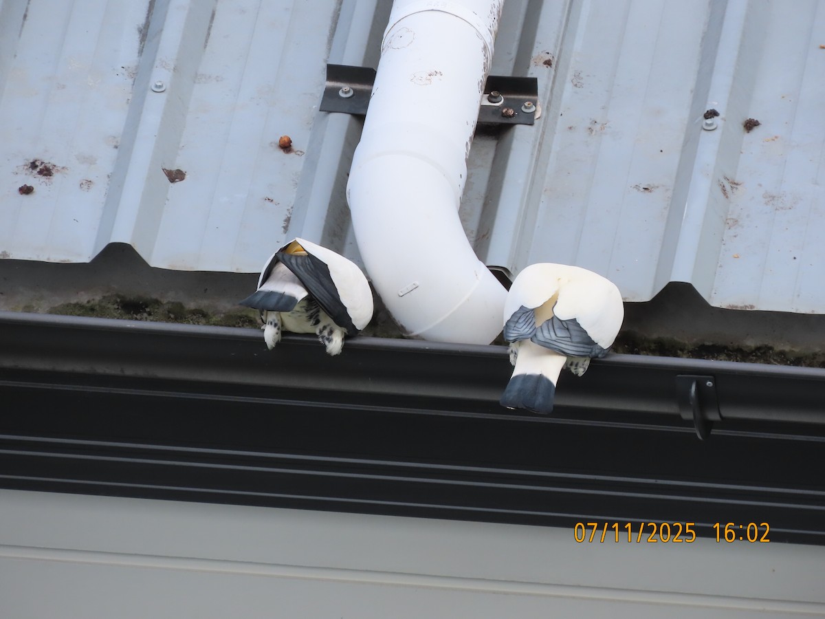 Torresian Imperial-Pigeon - ML644792788