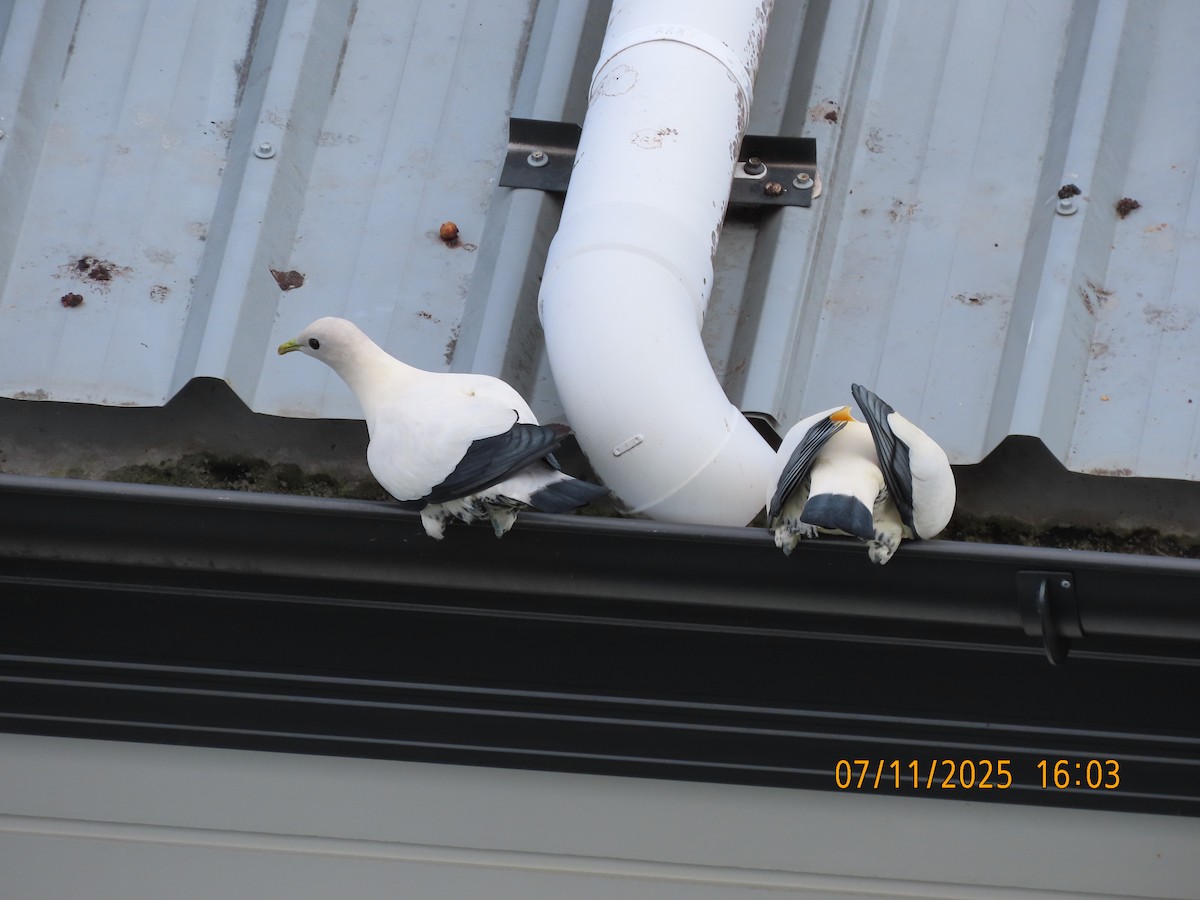 Torresian Imperial-Pigeon - ML644792789