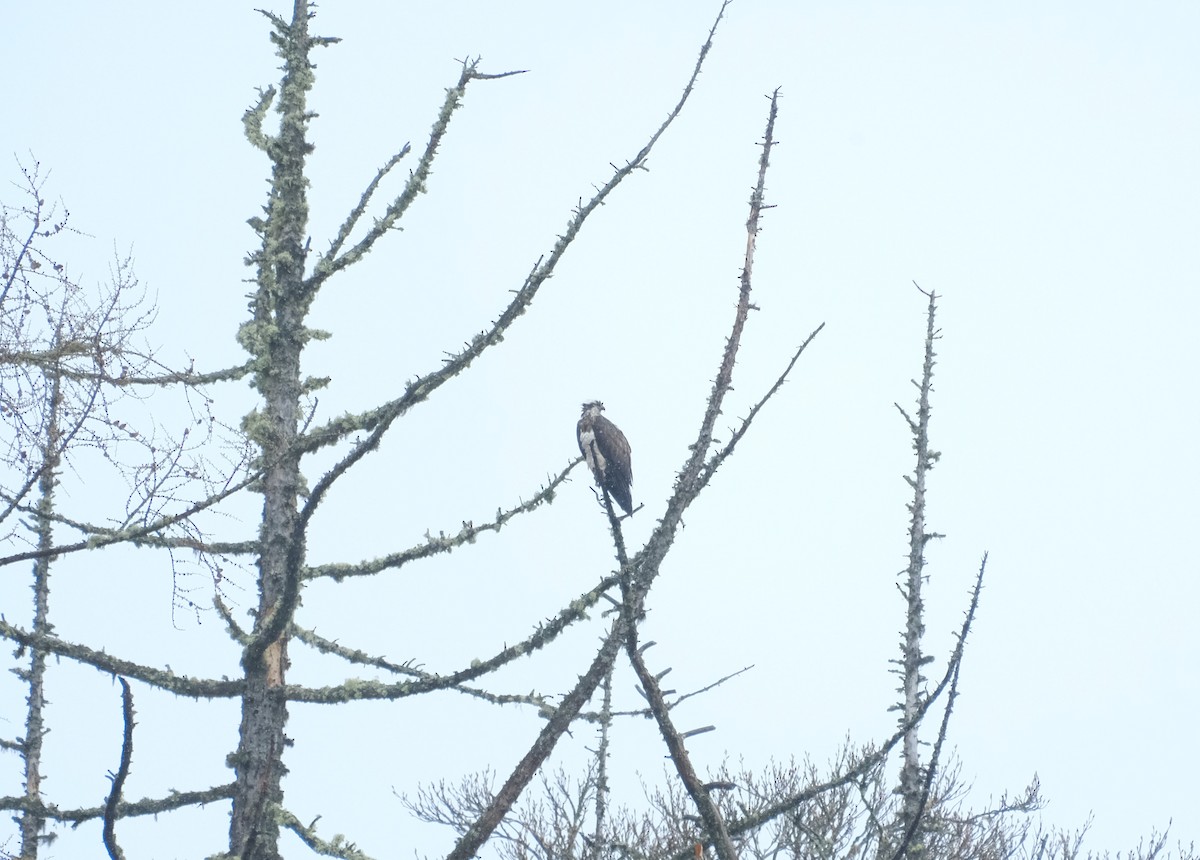 Загасч явлаг - ML644792793