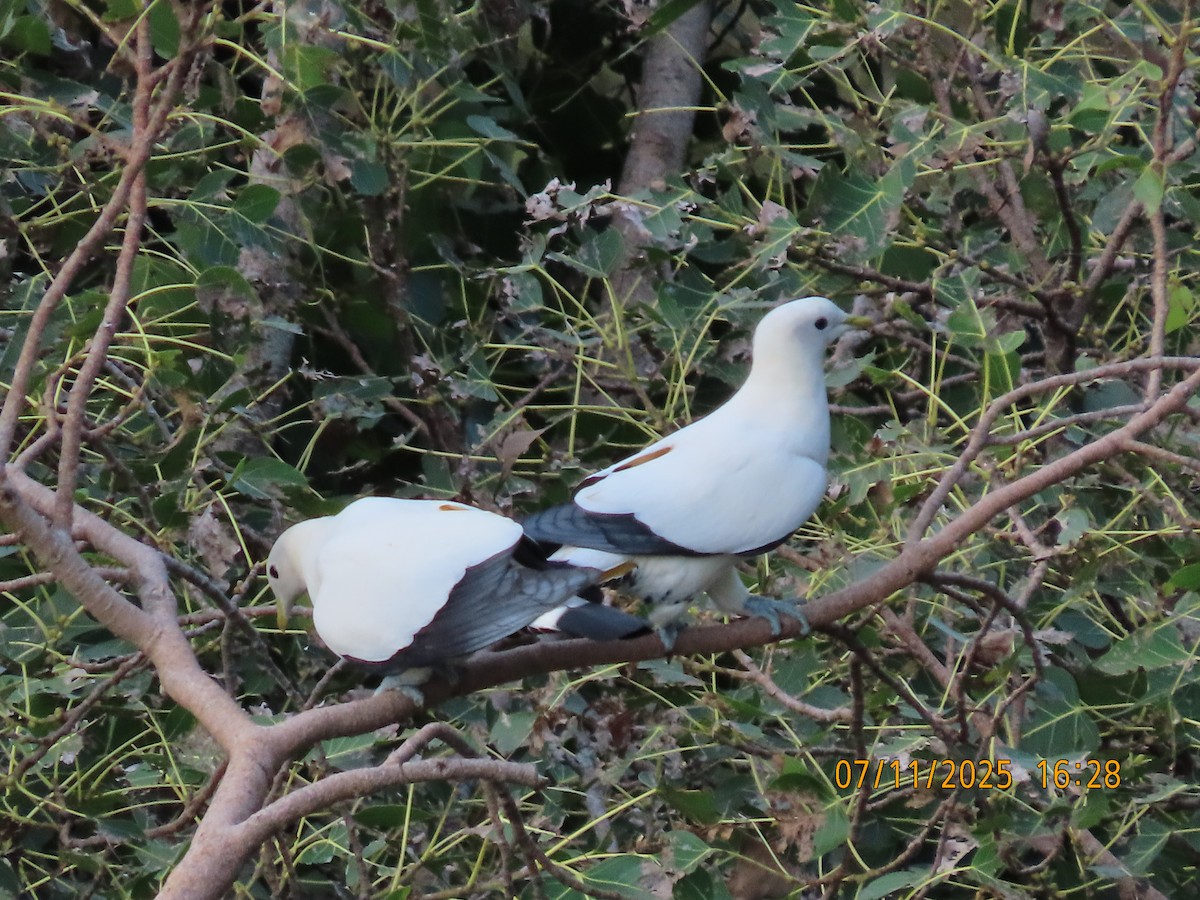 Torresian Imperial-Pigeon - ML644792794