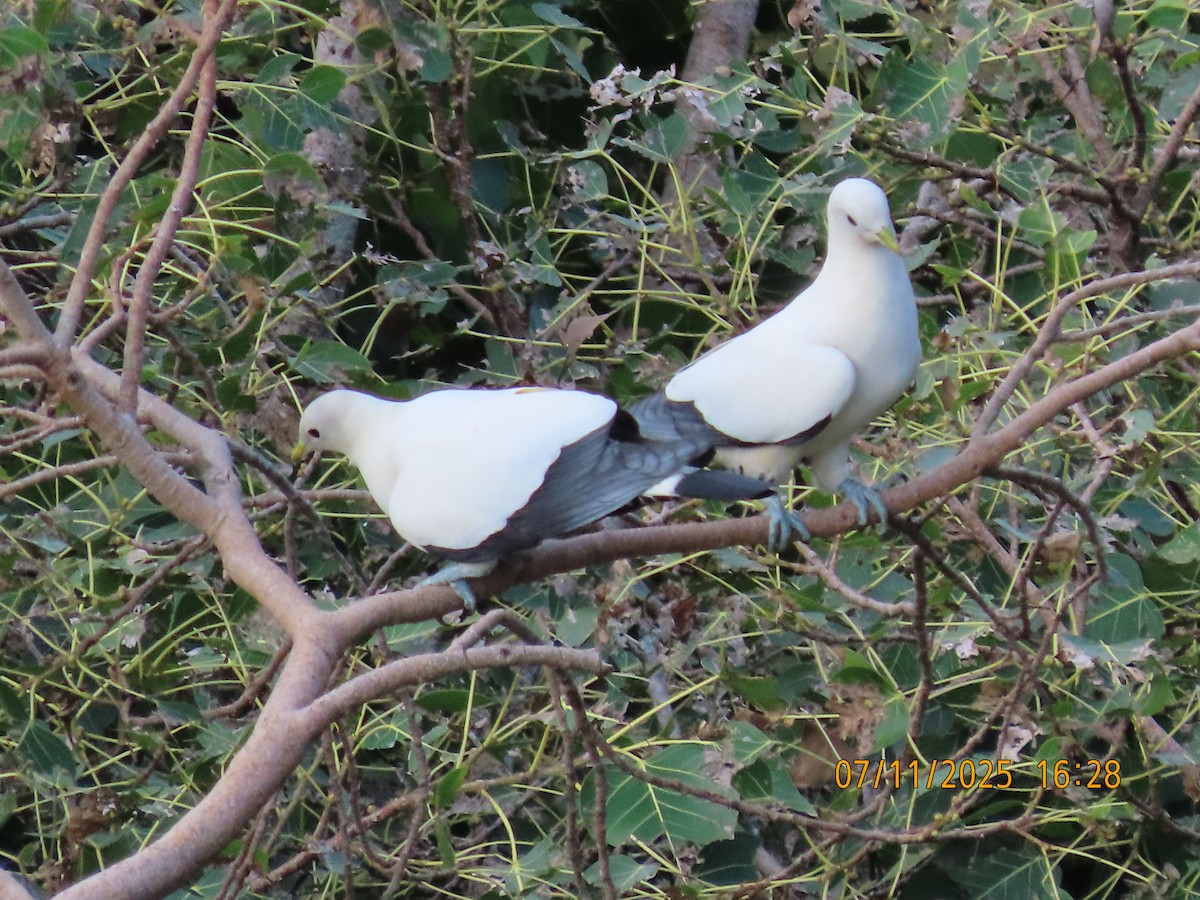 Torresian Imperial-Pigeon - ML644792797
