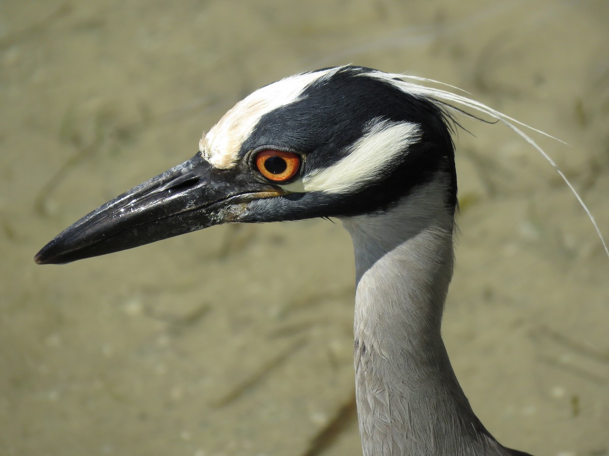 Sarı Tepeli Gece Balıkçılı - ML644792799