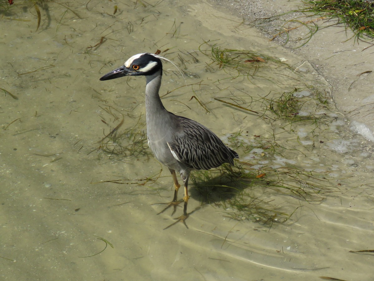 Sarı Tepeli Gece Balıkçılı - ML644792800