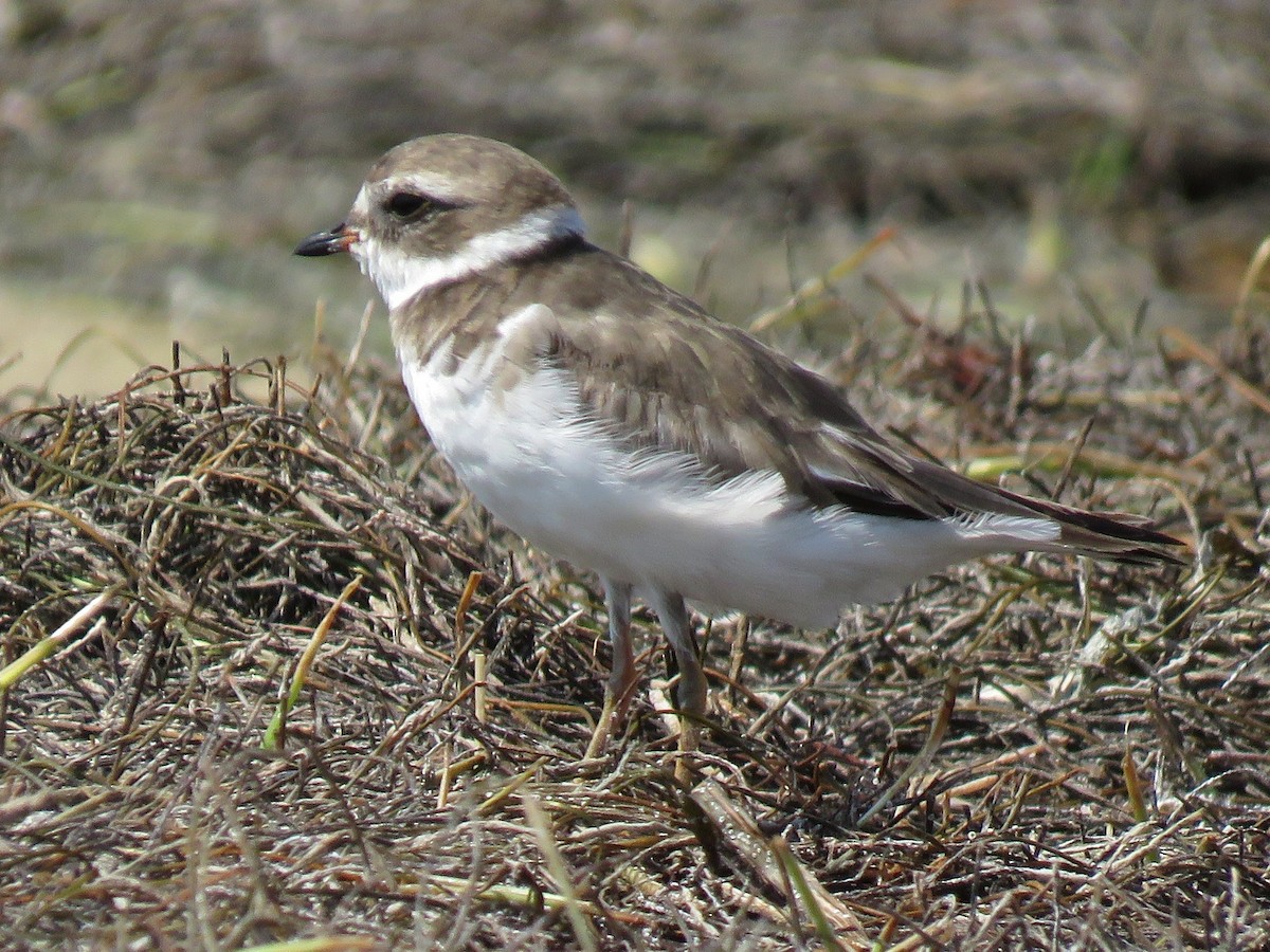 Semipalmated Plover - ML644792809