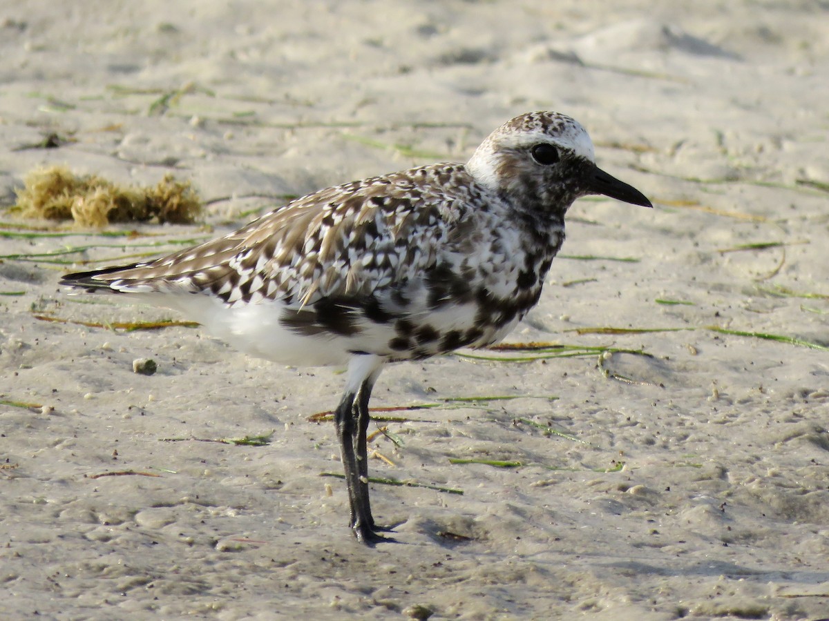 Black-bellied Plover - ML644792813