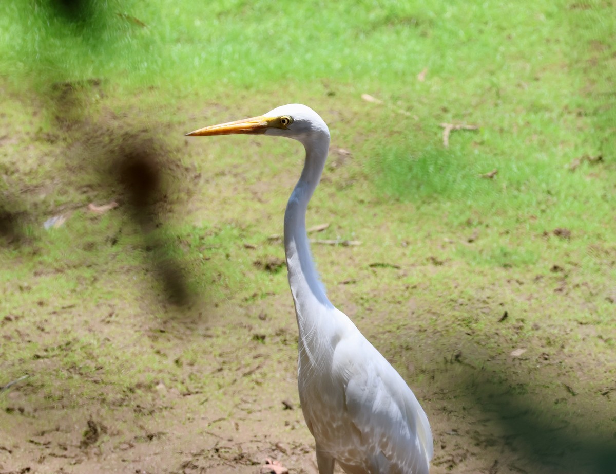 Plumed Egret - ML644792814