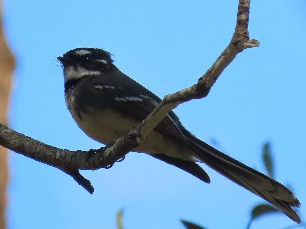 Gray Fantail - ML644792815