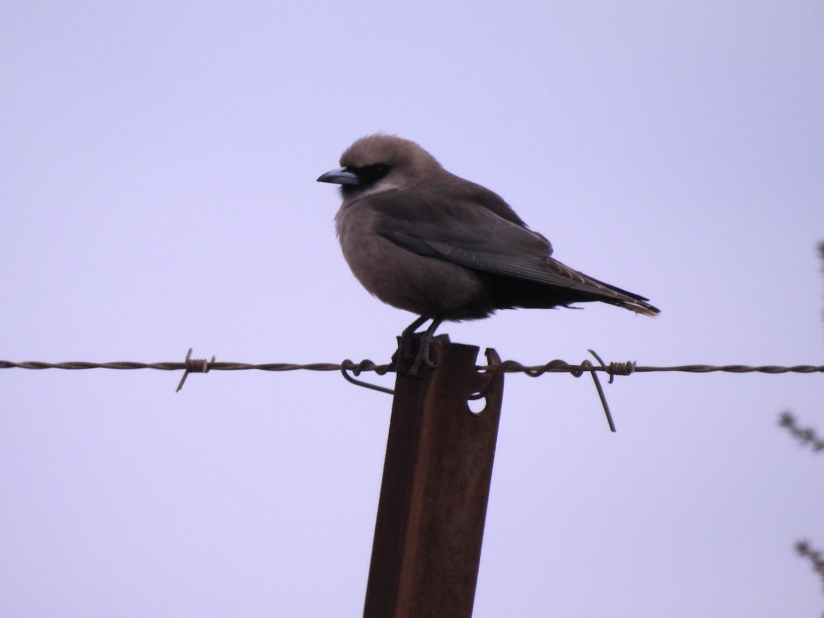 Black-faced Woodswallow - ML644792839