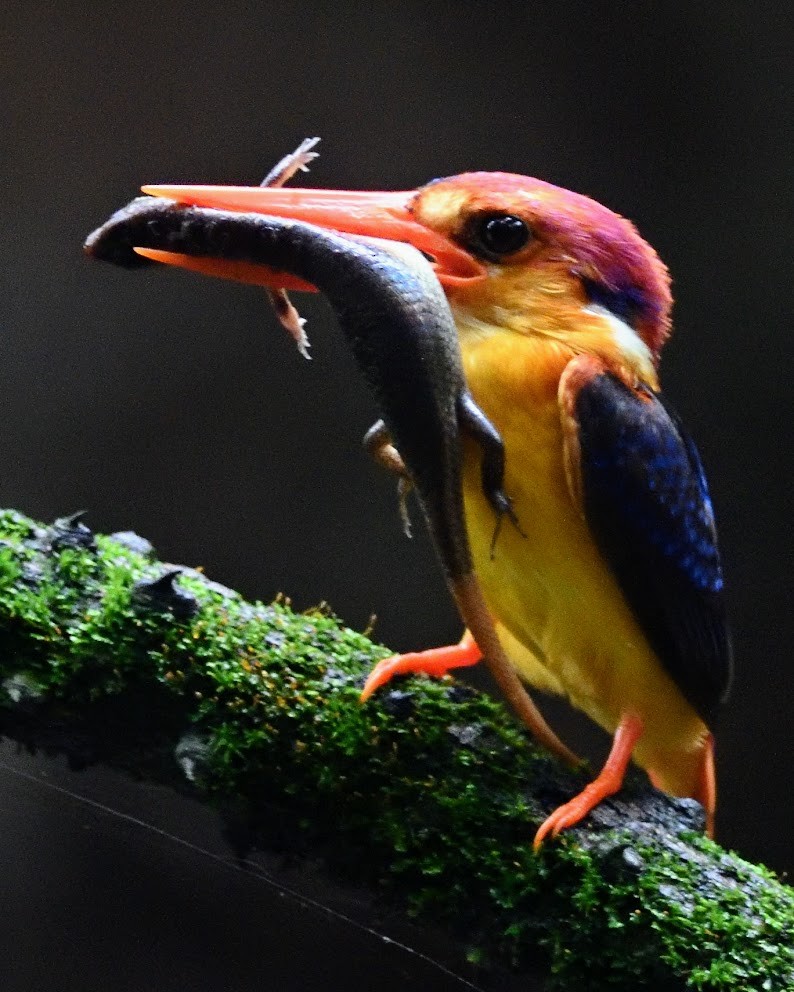 Black-backed Dwarf-Kingfisher - ML644792908