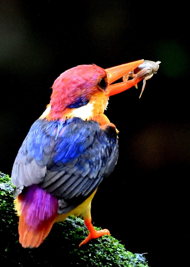 Black-backed Dwarf-Kingfisher - ML644792912