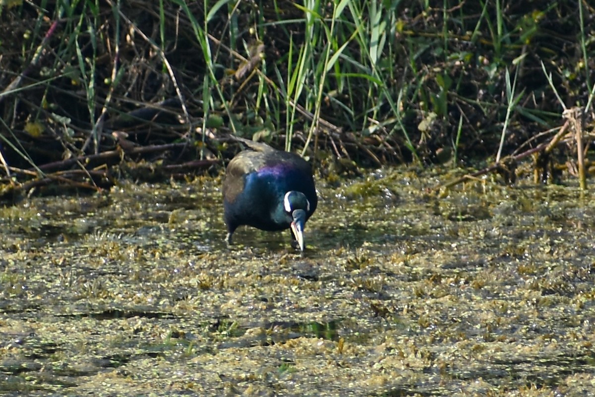 Bronze-winged Jacana - ML644792922