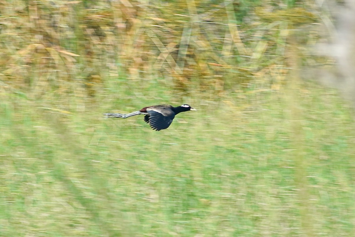 Bronze-winged Jacana - ML644792923