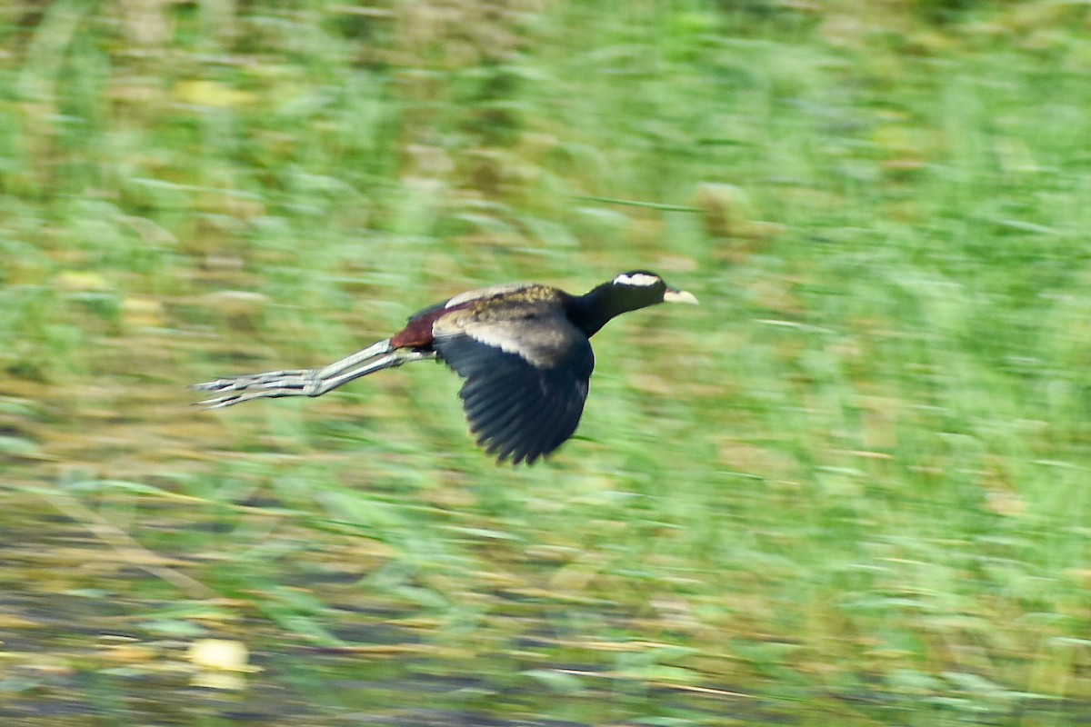 Bronze-winged Jacana - ML644792924